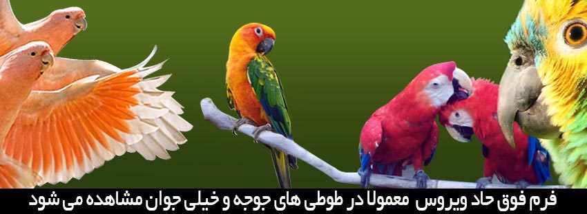 انواع ایدز در حیوانات