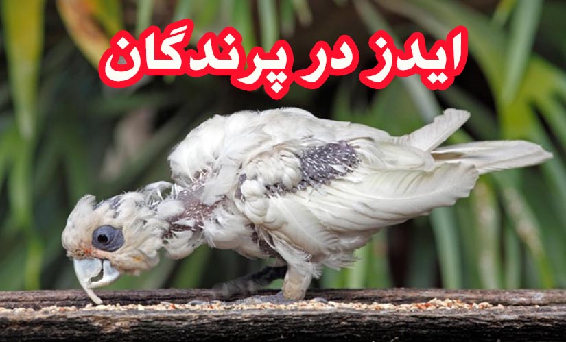 https://hivcheck.ir/wp-content/uploads/2021/06/hiv-in-birds.jpg